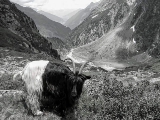 Tirol's Enigma - Constantin Severin